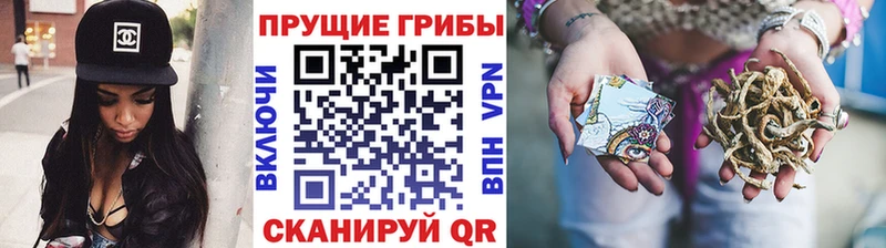Галлюциногенные грибы Psilocybine cubensis  Великий Новгород 